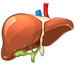 Liver