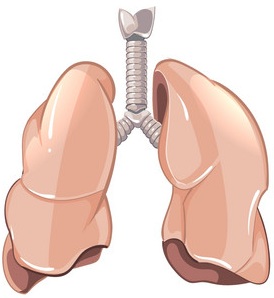Lungs